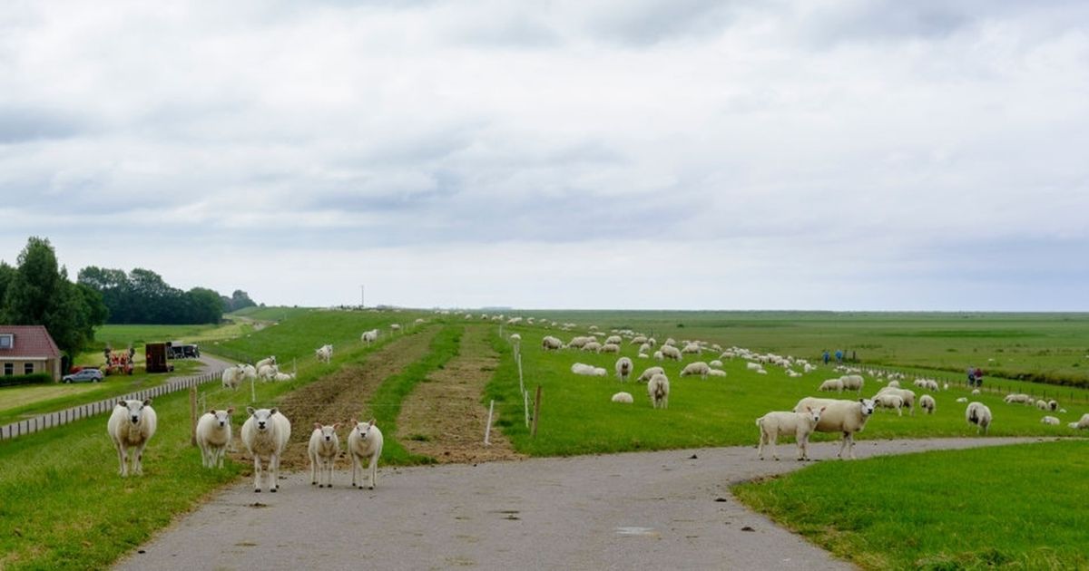الجفاف يدفع المغرب لاستيراد الماشية من أستراليا …