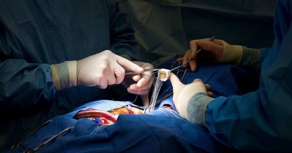 نجاح زراعة كلية خنزير معدلة وراثيًا في الصين.. أمل جديد …