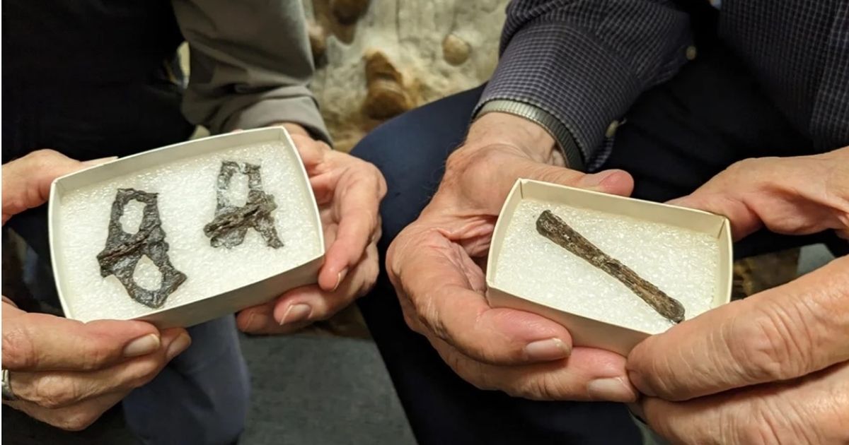 دراسة تقترب من تفسير سبب انقراض الحيوانات قبل 50 ألف سنة …