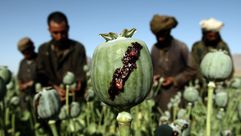 الافيون افغانستان