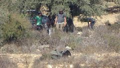 مستوطنون يسرقون محاصيل الزيتون للفلسطينيين