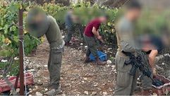 جنود الاحتلال يقدمون يد المساعدة للمستوطنين بقطاف العنب وسائل اعلام عبرية