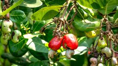 cco - شجرة الكاجو