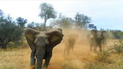 فيلة تهجم على القرويين في الصين بحثا عن الطعام