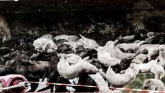 تم إعدام الملايين من حيوان المنك في الدنمارك جيتي