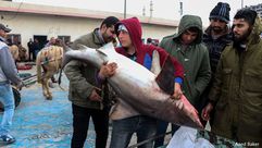 أسماك القرش في غزة- نشطاء