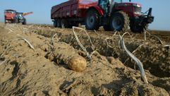 مزارعون يحصدون البطاطا في منطقة غودونفيل في وسط فرنسا في 11 أيلول/سبتمبر 2020