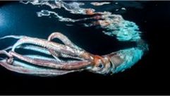 230118113116-01-giant-squid-orig