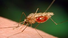 البعوضة المسببة لمرض الملاريا
