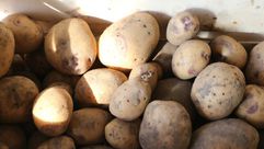 ظهرت البطاطاس في اوروبا في القرن السادس عشر ومعروف عنها انها تنبت في انواع تربة مختلفة وتقاوم التقلب