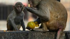 قردان يأكلان برتقالة في نيودلهي في 20 كانون الأول/ديسمبر 2018