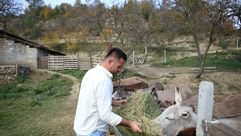 إلتون كيكيا يعنى بالحمير في مزرعته ببلدة بابر الألبانية في 24 تشرين الثاني/نوفمبر 2020