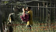 زهور غزة