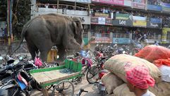 فيل هائج بالهند- أ ف ب