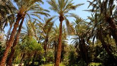 اشجار نخيل في توزر جنوب غرب تونس