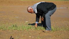 مزارع فلسطيني يتفقد القمح الذي تعفن بسبب الفيضانات - ميدل إيست آي