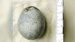 بيضة رومانية عمرها 1700 عاما عثر عليها في بريطانيا