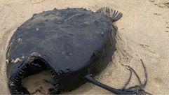 127-135830-black-devil-fish-california-coast-5