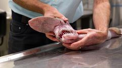 صورة نشرها المتحف الاسترالي لسمكة "القرش العفريت" في 3 اذار/مارس 2015