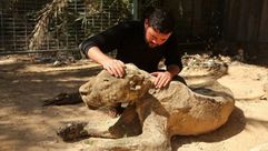 حديقة حيوان بغزة- غوغل
