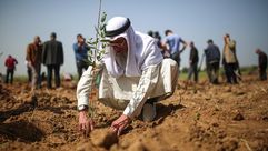 مسن فلسطيني يزرع شتلة زيتون في المنطقة الحدودية- الأناضول