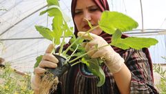 فلسطين  مزارعة  (عربي21)