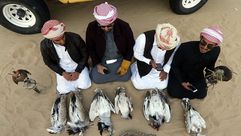 GettyImages-حباري طيور