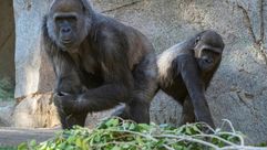 Les gorilles Leslie (G) et Imani, hébergés au zoo de San Diego (Californie), se sont rétablis après 