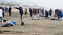 سكان وعناصر خفر السواحل يحالون انقاذ الحيتان الجانحة على ساحل مدينة هوكوتا شمال شرق طوكيو في 10 نيسا