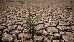 اعشاب تنمو في قاع بحيرة ماك-كلور التي جفت مياهها في لا غرانج بكاليفورنيا في 24 آذار/مارس 2015