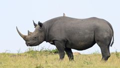 وحيد القرن كركدن