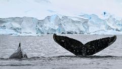 ذيل حوت أحدب في مضيق غيرلاش الذي يفصل أرخبيل بالمر عن شبه الجزيرة القطبية الجنوبية في 19 كانون الثاني/يناير 2024