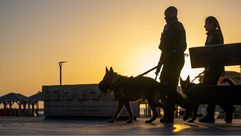 كلب الجيش الإسرائيلي- جيتي