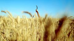 موسم حصاد القمح في غزة.. رحلة "يحفها الموت" - موسم حصاد القمح في غزة.. رحلة يحفها الموت (3)