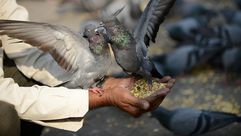 هندوسي يطعم طيور الحمام في احمد اباد