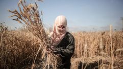 مزارعو حدود غزة يحصدون القمح