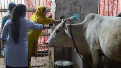 عبادة البقر في الهند - أ ف ب
