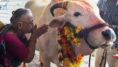 عبادة البقر في الهند- جيتي