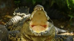 صورة ملتقطة في 21 شباط/فبراير 2018 لتمساح في حديقة الحيوانات الوطنية في سان سلفادور