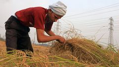 زراعة الأرز في مصر- جيتي