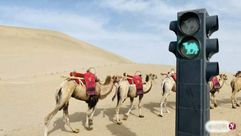camel-traffic-lights