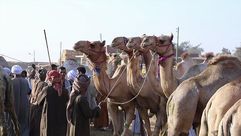 سوق برقاش اكبر سوق ل الابل في مصر والشرق الاوسط- الاناضول