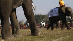 أفيال تلعب كرة قد تايلاند أرشيفية