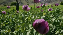 الأفيون في أفغانستان- جيتي