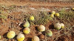 مزرعة بطيخ فلسطيني تالف لان البطيخ الاسرائيلي غزا الاسواق فكسد عربي21