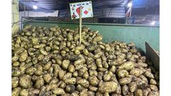 مصر ارتفاع اسعار البطاطا- عربي21