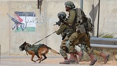 الكلاب تخضع لتدريبات قاسية ومكلفة وقتل منها الكثير على يد المقاومة في غزة- جيتي
