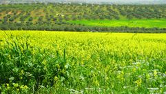 الزراعة في الأردن