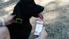 كلب يرتدي جهاز جي بي اس لاقتفاء اثره عبر هاتف نقال