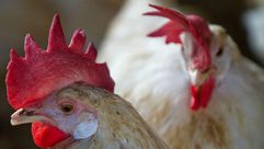 خلص علماء اثيوبيون الى ان رائحة الدجاج تمثل وسيلة فعالة لابعاد البعوض المسؤول عن الاصابة بالملاريا، 